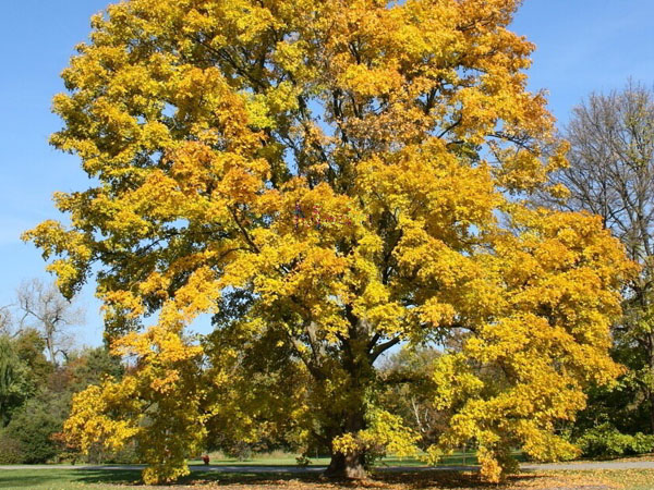 State Street Maple ™ : 4.5 Inch