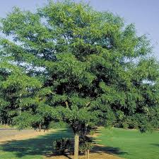 Street Keeper Honeylocust : 2 Inch