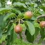 Summercrisp Pear : 15 Gallon