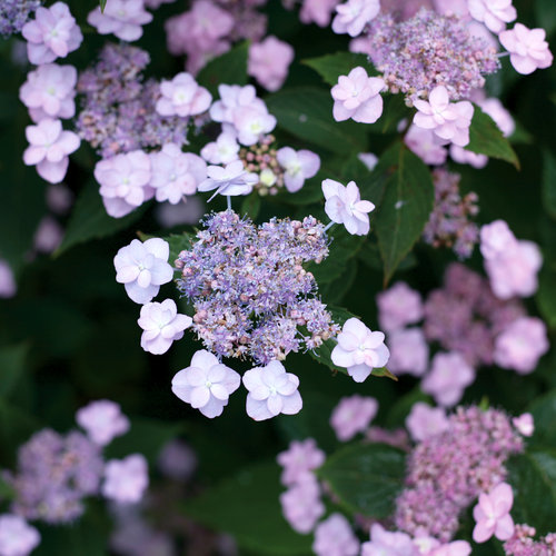 Tiny Tuff Stuff ™ Hydrangea : 3 Gallon