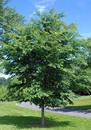 Triumph Elm ™ : 3 Inch