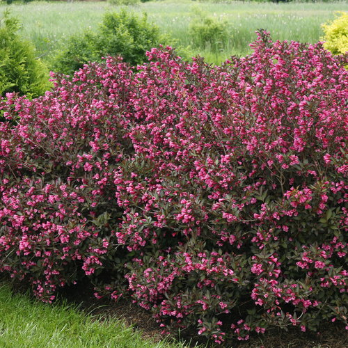 Wine & Roses® Weigela : 3 Gallon