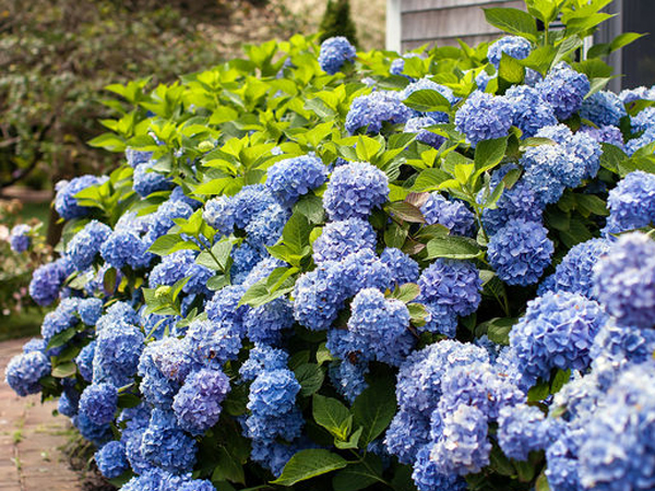 Endless Summer ® The Original Hydrangea : 3 Gallon