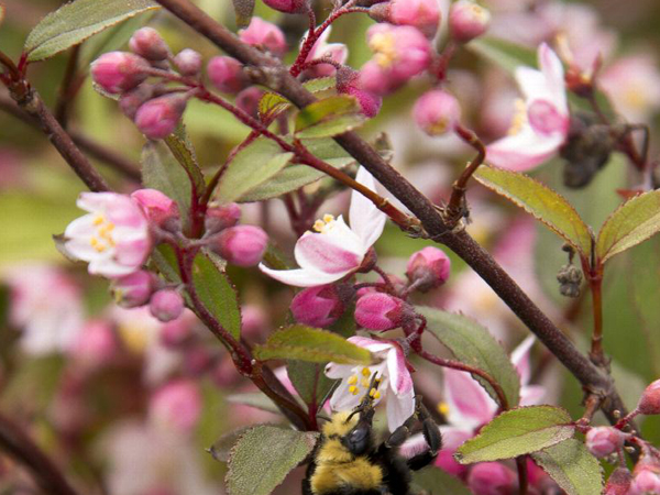 Nikko Blush Deutzia : 3 Gallon