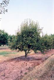 Bartlett Pear : 5 Gallon