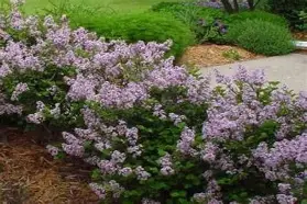 Dwarf Korean Lilac : 42 Inch