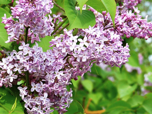 Common Purple Lilac : 6 Foot