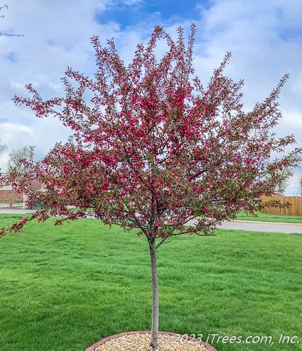 Royal Raindrops Crabapple ® : 1.5 Inch