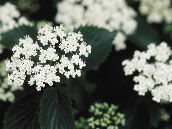Chicago Lustre Viburnum ® : 4 Foot