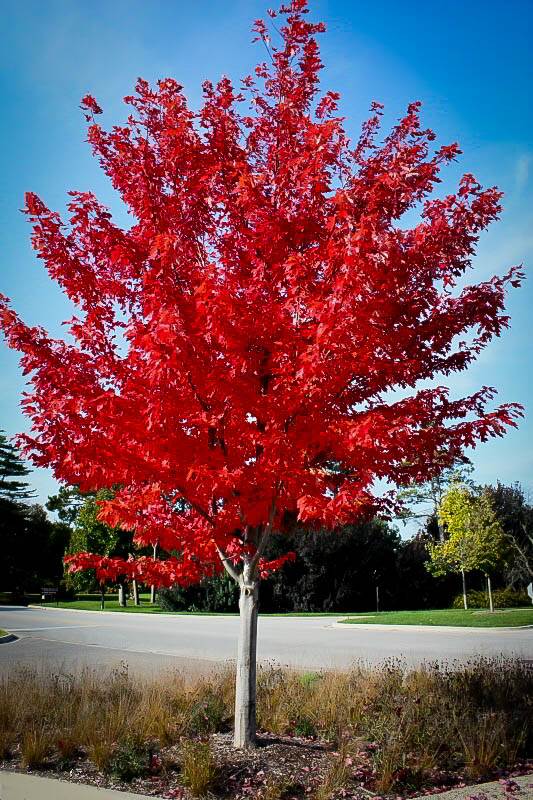 Autumn Flame Maple : 2.5 Inch