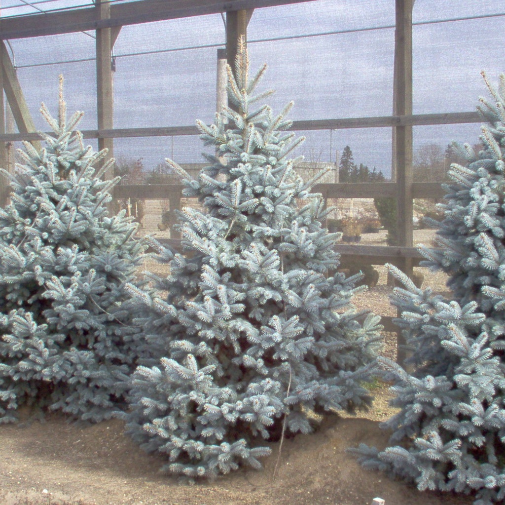 Hoops Colorado Spruce : 4 Foot