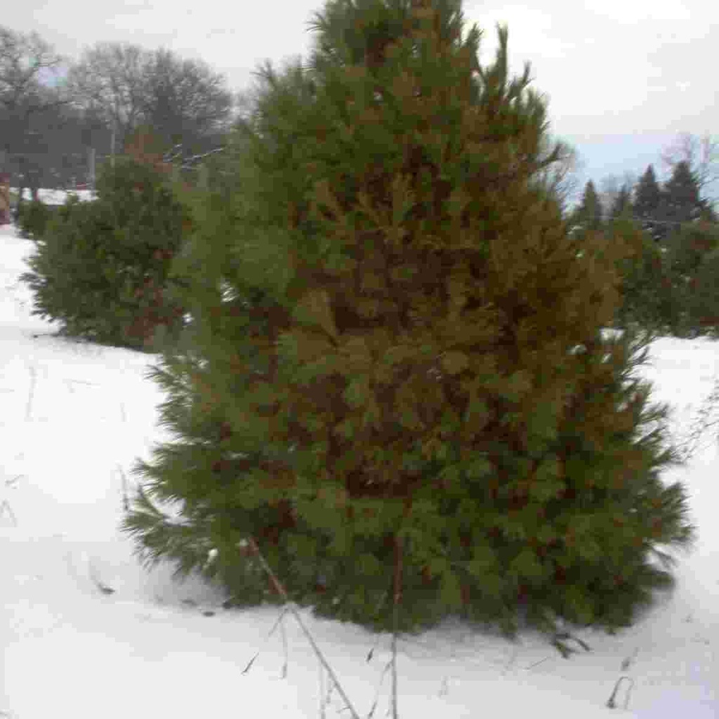 Eastern White Pine : 3 Foot