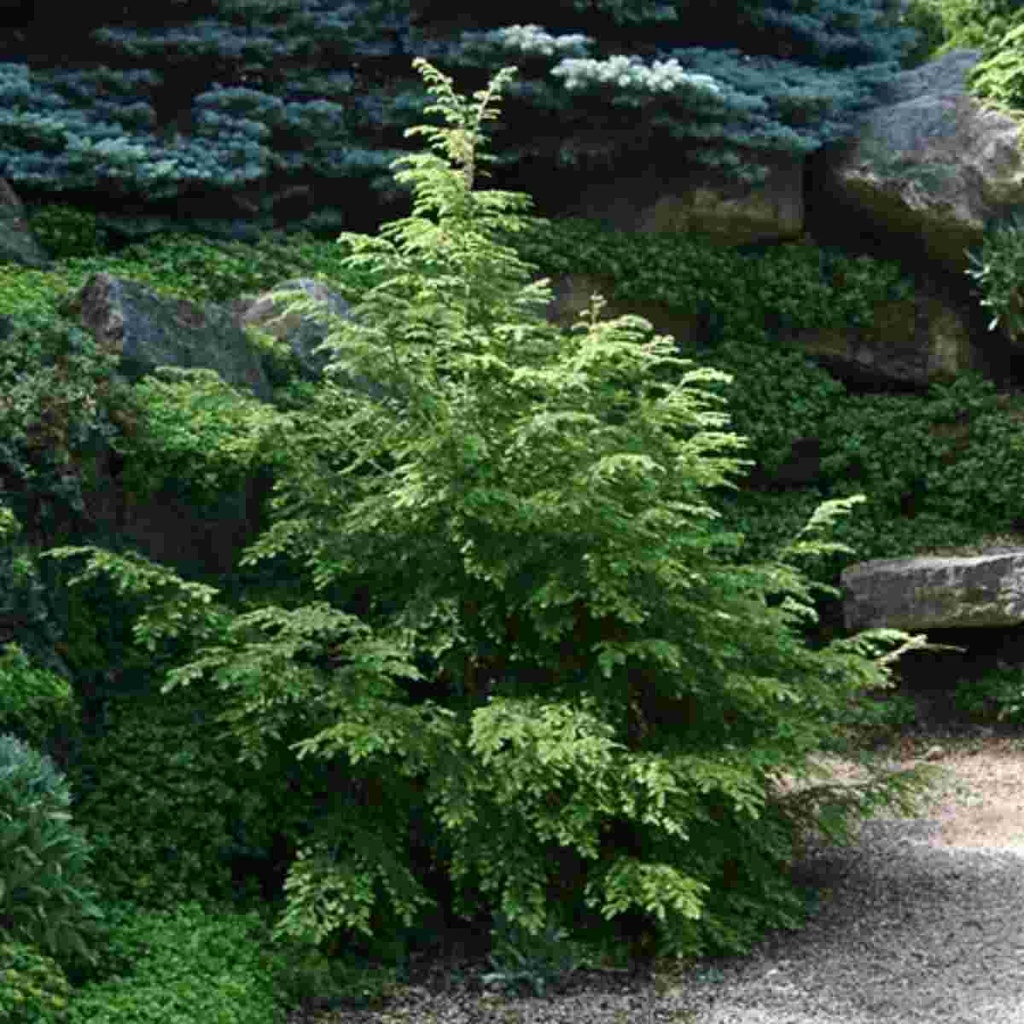 Canadian Hemlock : 4 Foot