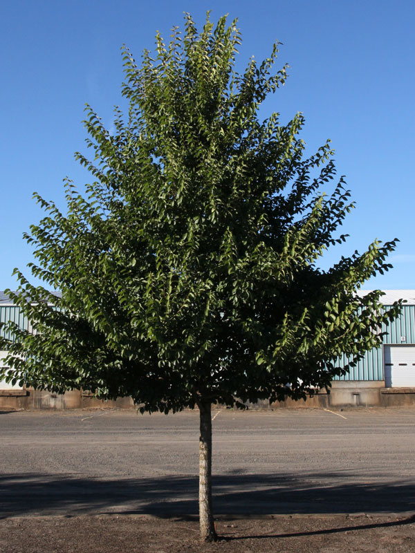 New Horizon Elm : 5 Inch