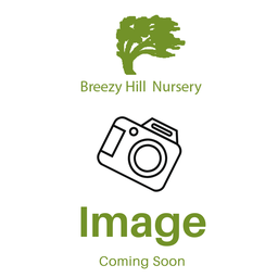 Windy City Fothergilla : 18 Inch