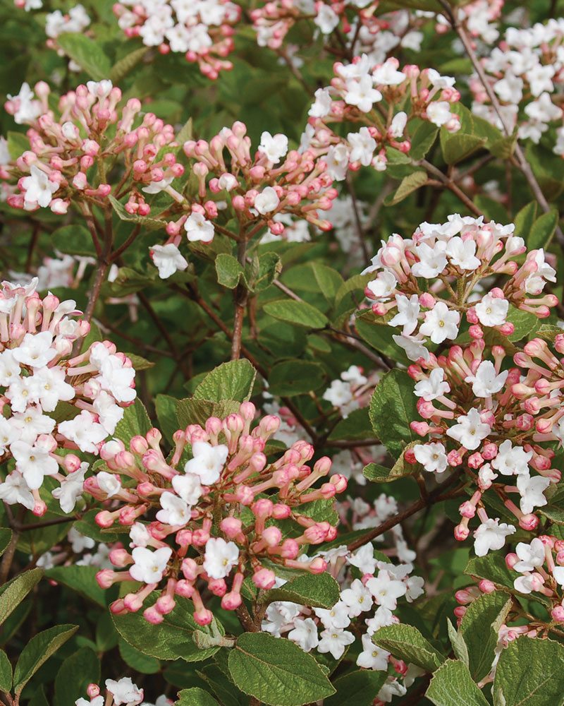 Spice Island® Viburnum : 18 Inch