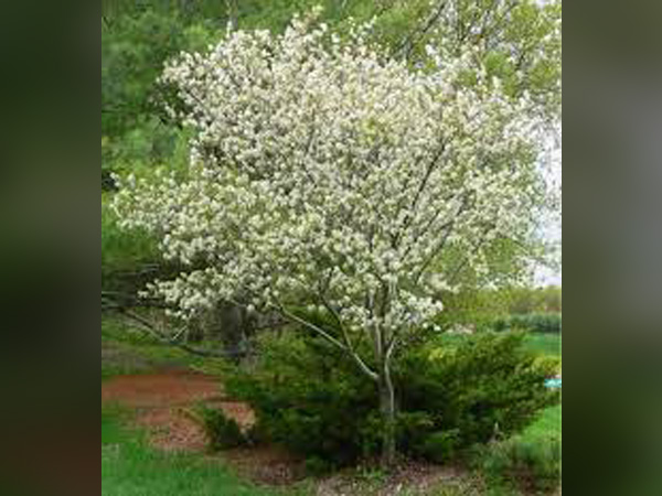 Autumn Brilliance Serviceberry : 1.5 Inch