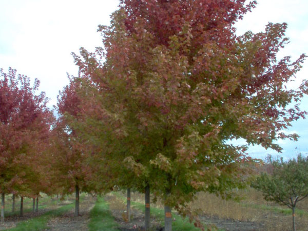 Celebration Maple ® : 6 Inch