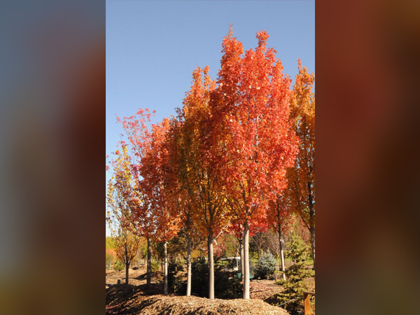 Armstrong Gold Maple : 1.5 Inch