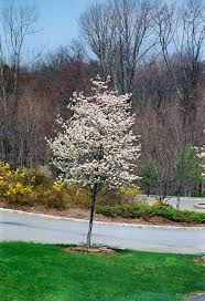 Cumulus Serviceberry : 1.5 Inch
