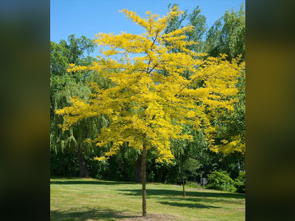 Sunburst Honeylocust : 1.5 Inch