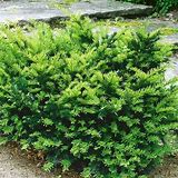 Dark Green Yew : 3 Gallon