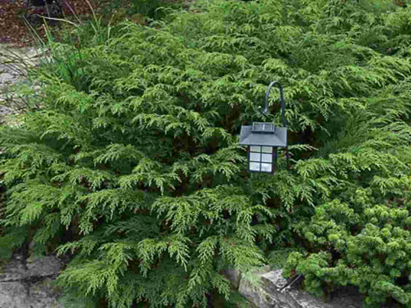 Russian Cypress : 3 Gallon