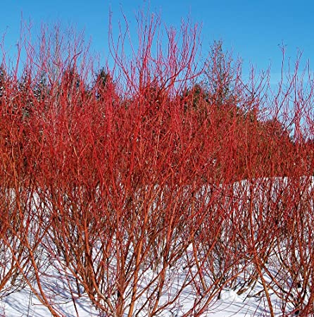 Bailey Red Twig Dogwood : 5 Gallon