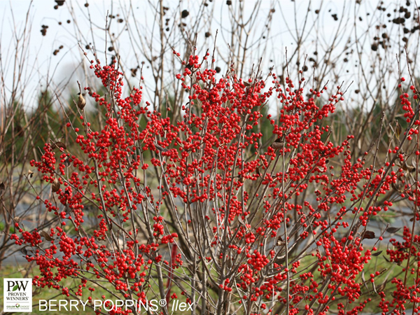 Berry Poppins ® Winterberry : 3 Gallon