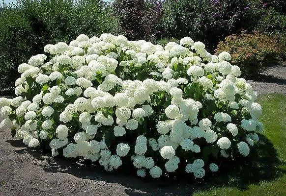 Annabelle Hydrangea : 5 Gallon