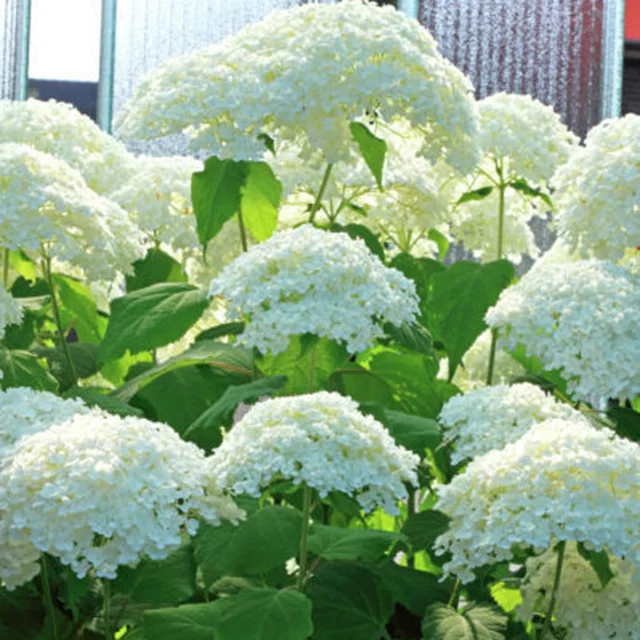 Annabelle Hydrangea : 5 Gallon