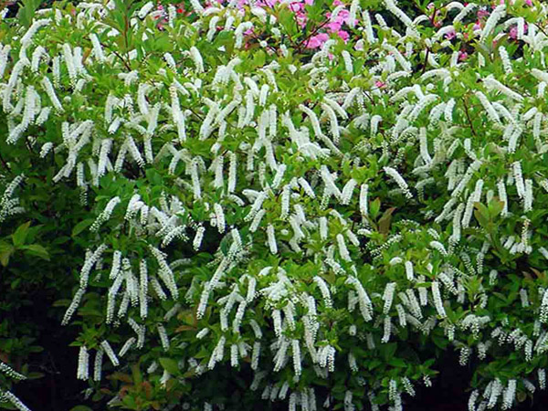 Henrys Garnet Sweetspire : 3 Gallon