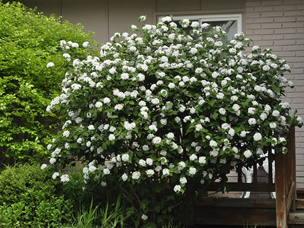 Judd Viburnum : 3 Gallon