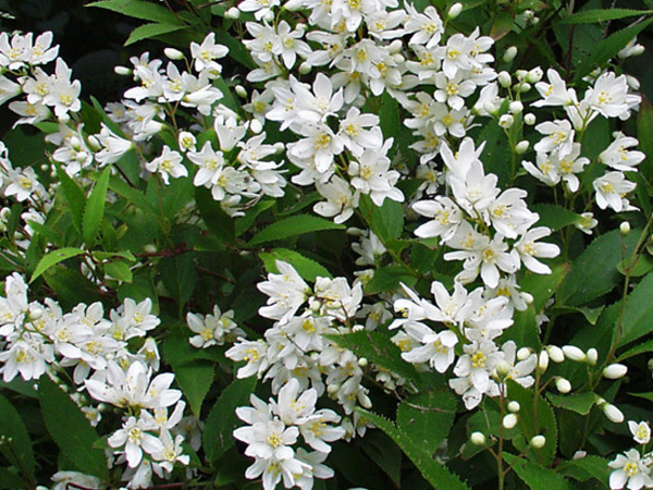 Nikko Deutzia : 3 Gallon