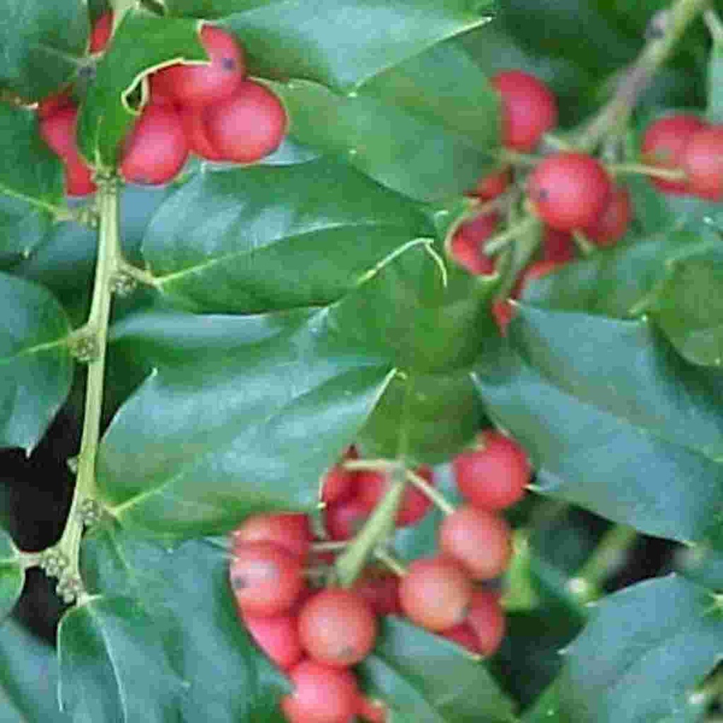 China Girl Holly : 3 Gallon