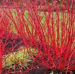 Cardinal Dogwood : 5 Gallon