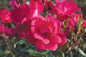 Knock Out Rose Red ® : 3 Gallon