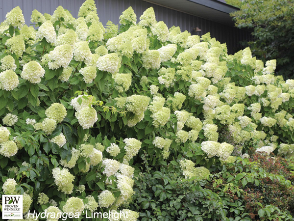 Limelight Hydrangea : 5 Gallon