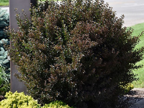 Little Devil ® Ninebark : 3 Gallon