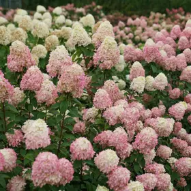 Little Lime ® Hydrangea : 3 Gallon