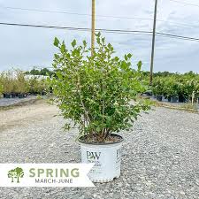 Mr. Poppins Winterberry ® PW : 3 Gallon