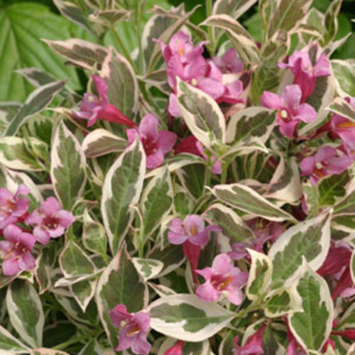 My Monet® Weigela : 3 Gallon