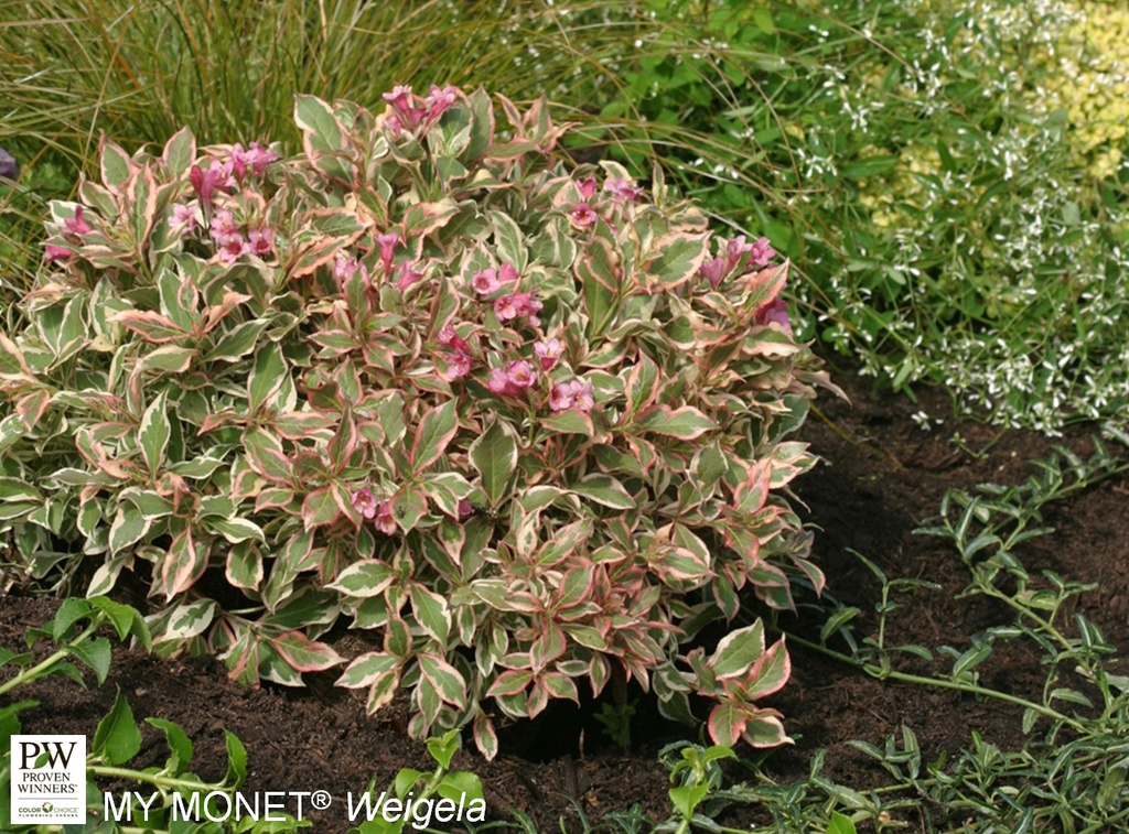 My Monet® Weigela : 3 Gallon