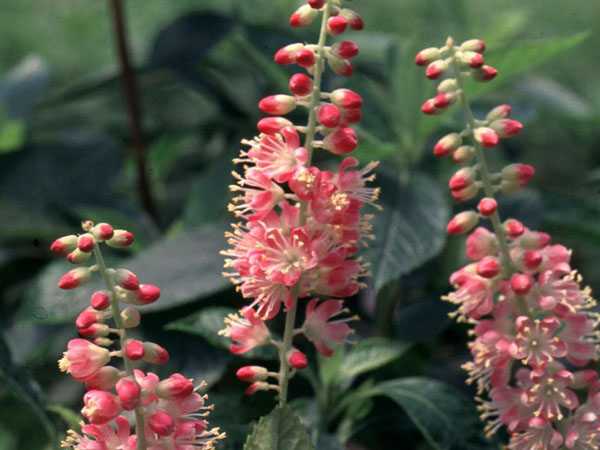 Ruby Spice Summersweet : 3 Gallon