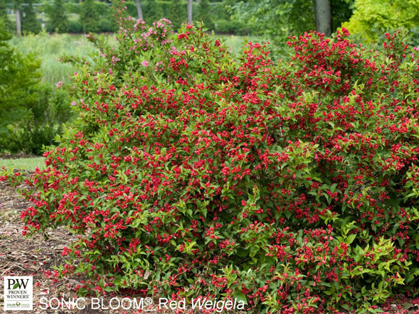 Sonic Bloom Red® Weigela : 3 Gallon