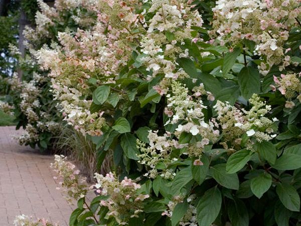 Tardiva Hydrangea : 5 Gallon