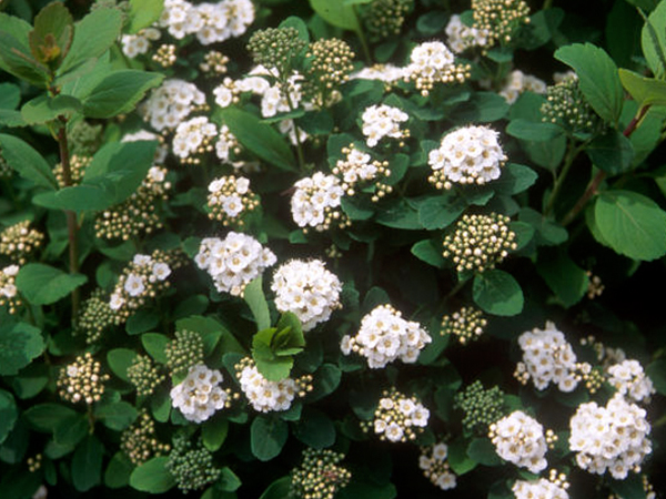 Tor Birchleaf Spirea : 5 Gallon