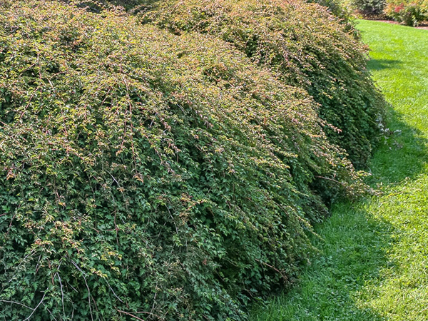 Cutleaf Stephanandra : 2 Gallon