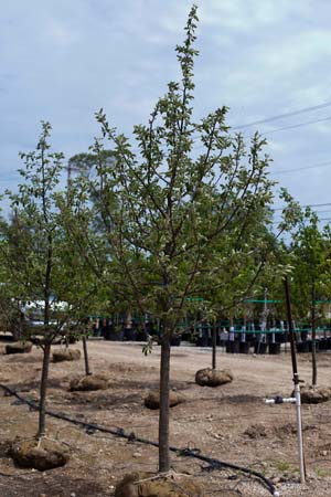 Honey Gold Apple : 1.5 Inch