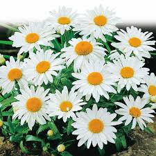 Alaska Shasta Daisy : 1 Gallon